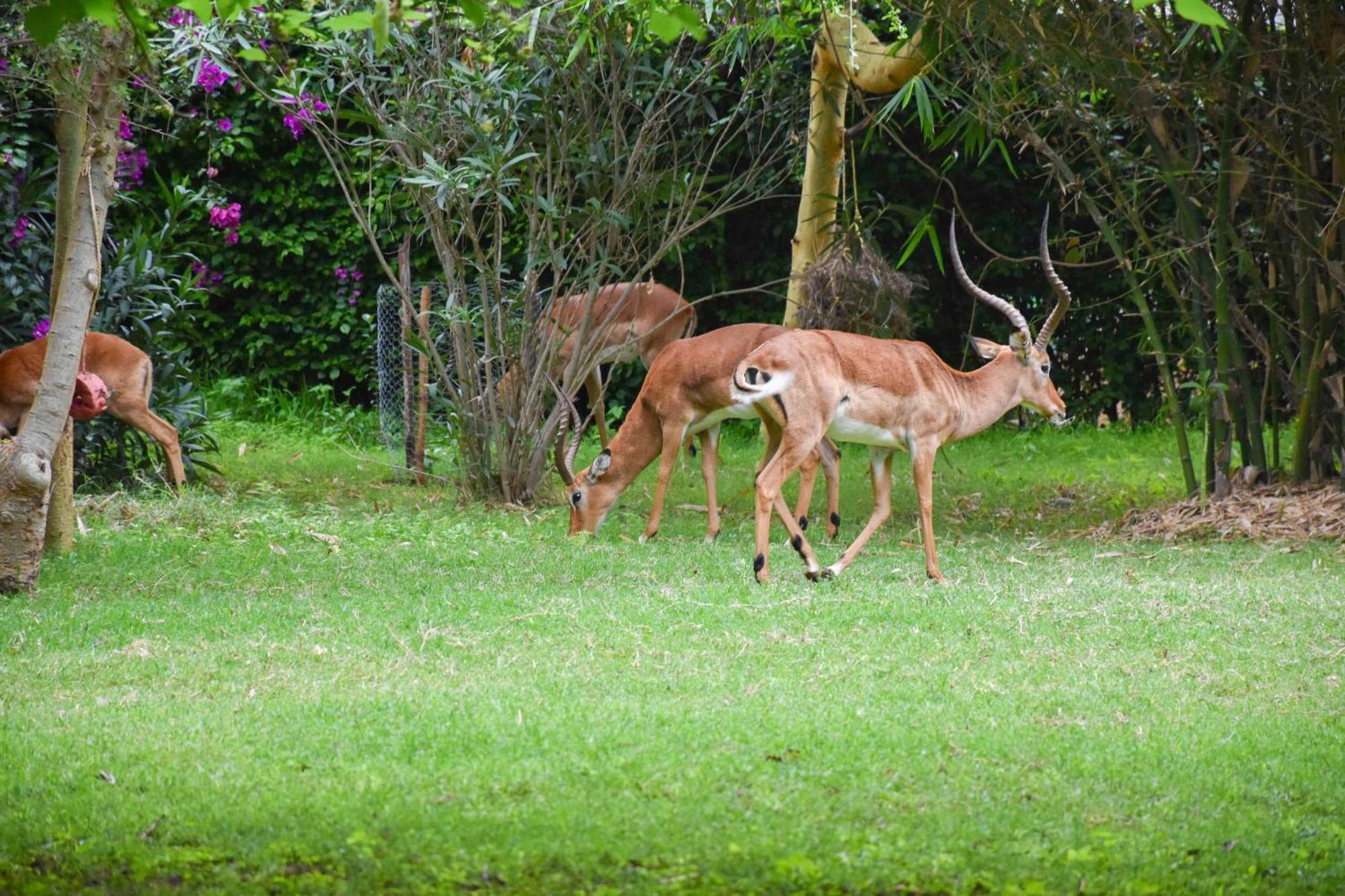 Hotel Lukenya Getaway Athi River Zewnętrze zdjęcie