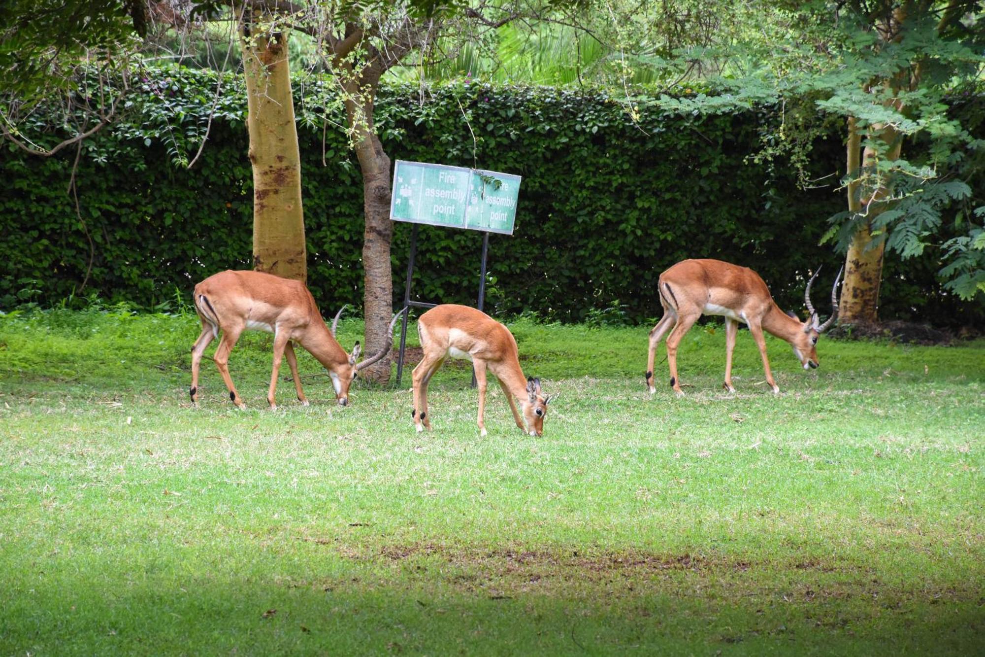 Hotel Lukenya Getaway Athi River Zewnętrze zdjęcie