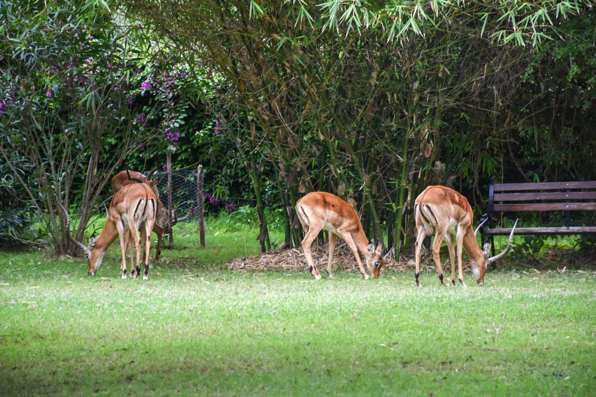 Hotel Lukenya Getaway Athi River Zewnętrze zdjęcie
